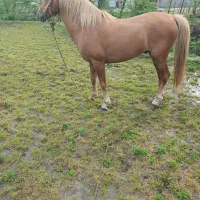 خرید و فروش اسب