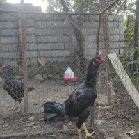 خروس لاری اصیل مشکی