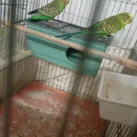 پرنده مرغ عشق|پرنده|تهران, هفده شهریور|دیوار