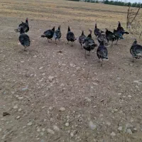 فروش بوقلمون