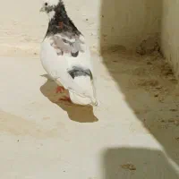 کفتر سینه و طوقی نر هوایی بزن|پرنده|شیراز, رکن‌آباد|دیوار