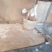 کبوترطوقی مهر  ۳جفت|پرنده|سمنان, |دیوار