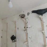 نرسوراخ.|پرنده|چترود, |دیوار