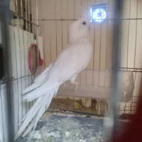 عروس هلندی آلبینو خالص