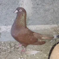 یک جفت کبوتر درجایی