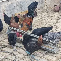 مرغ خوب|حیوانات مزرعه|قم, جمکران|دیوار