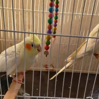 جفت عروس هلندی مولد دستی همراه تخم به فروش میرسد|پرنده|گلبهار, شهر جدید گلبهار|دیوار