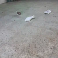 کفتر سه عدد