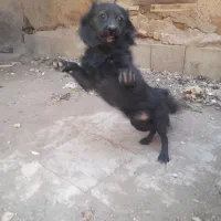 سگ نر مشکی پاکوتاه