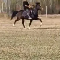 نریون فول یورقه