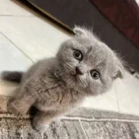 گربه اسکاتیش