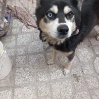 سگ هاسگی گم شده