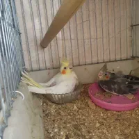 جوجه عروس هلندی