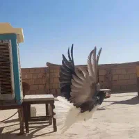 کبوتردمگیرگلین.. سیاپشت|پرنده|حبیب آباد, |دیوار