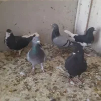 کبوتر پلاکی شهری بهبهانی|پرنده|شیراز, کرونی(خاتونک)|دیوار