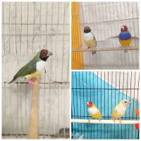 فنچ گلدین جفت وماده تک
