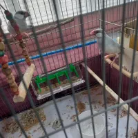 فنچ نرگسی مولد|پرنده|رشت, حمیدیان|دیوار