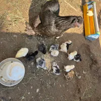 تخم مرغ گوشین تخم اردک مولد زینتی|حیوانات مزرعه|صومعهسرا, |دیوار