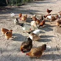 فروش تعدادی مرغ تخم گذار و گوشتی