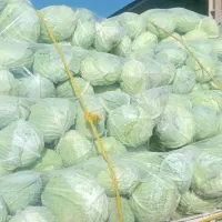 صیفی جات جهت مصرف دام|خوردنی و آشامیدنی|اندیمشک, |دیوار