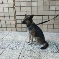 واگذاری دو سگ زیر یکسال