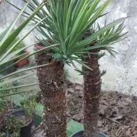 بونسای یوکا گونه خاص|گل و گیاه طبیعی|بندر انزلی, کوی آزادگان|دیوار