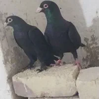 کبوتر|پرنده|قشم, |دیوار