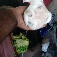 کبوتر رنگی|پرنده|خرمشهر, |دیوار