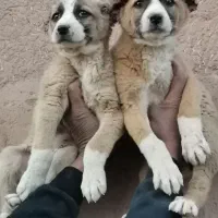 توله سگ سرابی اصل