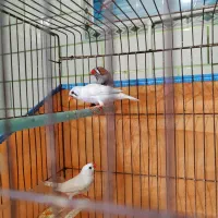 پرنده فنچ|پرنده|یاسوج, |دیوار