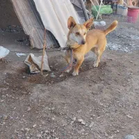 سگ پاکوتا ماده