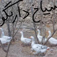 تعداد غاز سالم بزرگ و سرحال و بفروش میرسد|حیوانات مزرعه|شیراز, کیان آباد|دیوار