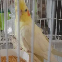 عروس هلندی ماده