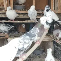 کبوتر فروشی
