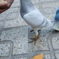 کفتر مینا اوقون