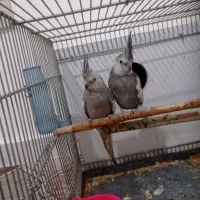 عروس هلندی طوسی خوشکل و خوش قیمت