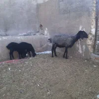 میش جون با دوبره نر ماده قیمت ۴۲
