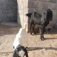 گوسفندفروش فوری