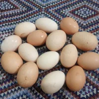 تخم مرغ