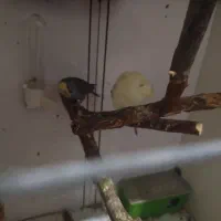 2 جفت مرغ عشق بالغ|پرنده|پارس‌آباد, |دیوار