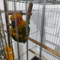 طوطی خورشیدی|پرنده|پیشوا, |دیوار