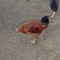 خروس