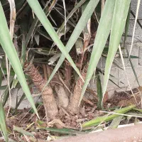 گل یو کا برای فروش|گل و گیاه طبیعی|ساری, |دیوار