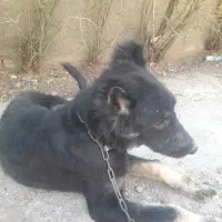 سگ نگهبانی