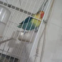 عروس کوتوله