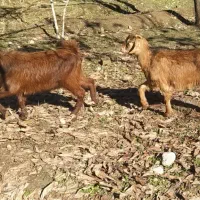 بزغاله نرو ماده|حیوانات مزرعه|خرم‌آباد, |دیوار