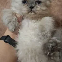 اسکاتیش پرشین بلو پوینت چشم ابی نر|گربه|تبریز, |دیوار