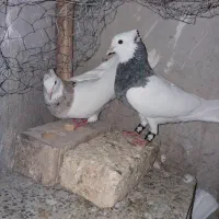 کبوتر طوقی