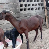 چهار عدد بز