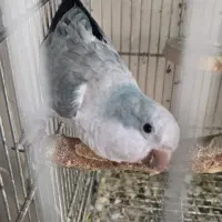 راهب اوپلاین آبی